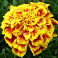 Golden Cascade